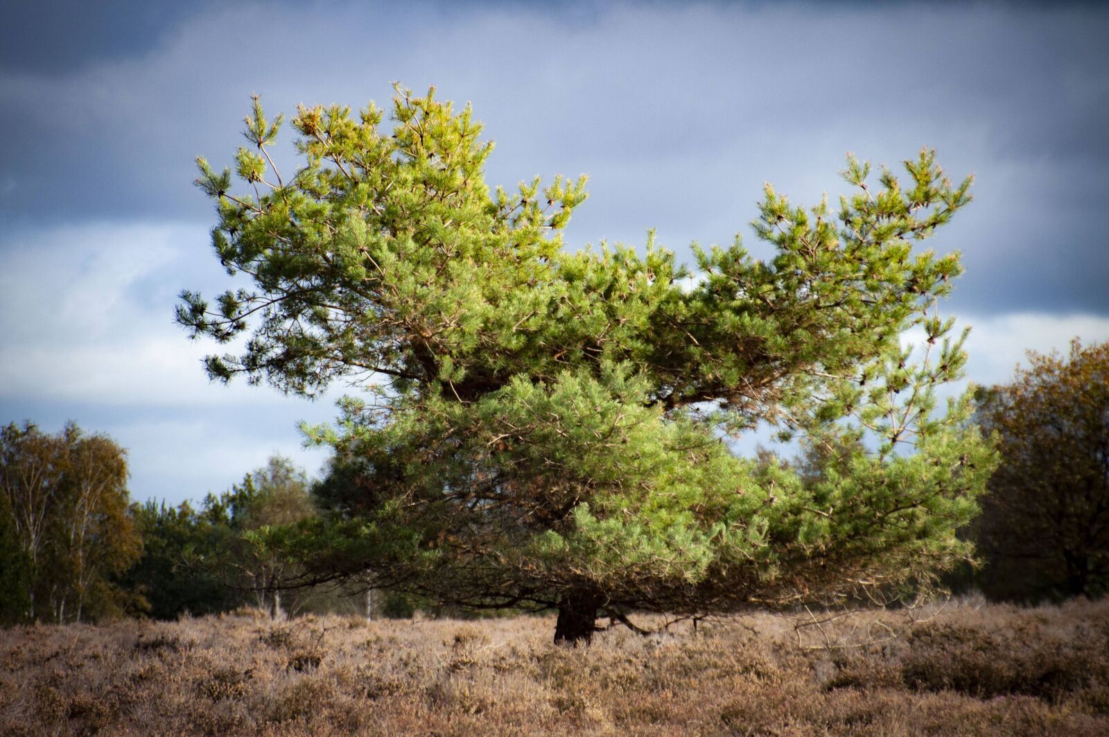 Nikon D5000 sample photo. Grass, air, veluwe photography