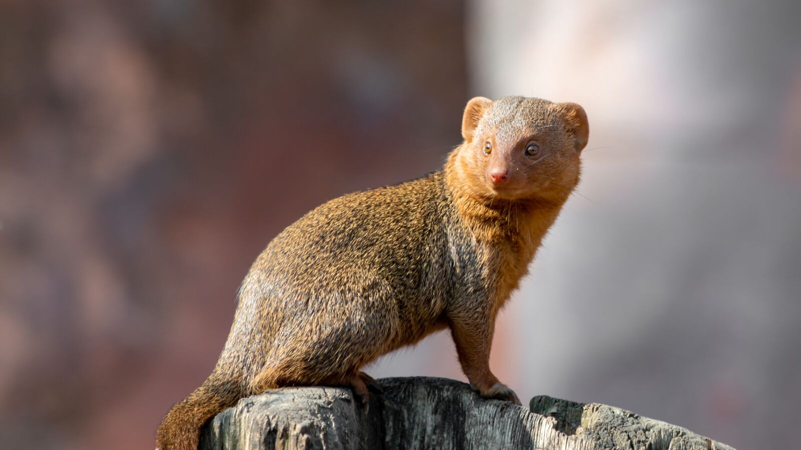 Canon EF 70-300 F4-5.6 IS II USM sample photo. Zwergmanguste, mongoose, meerkat photography