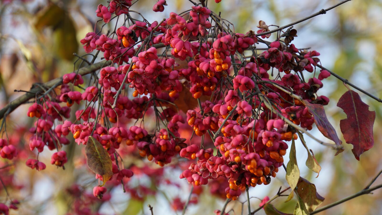 Sony E 18-200mm F3.5-6.3 OSS LE sample photo. Autumn, berries, fruits photography