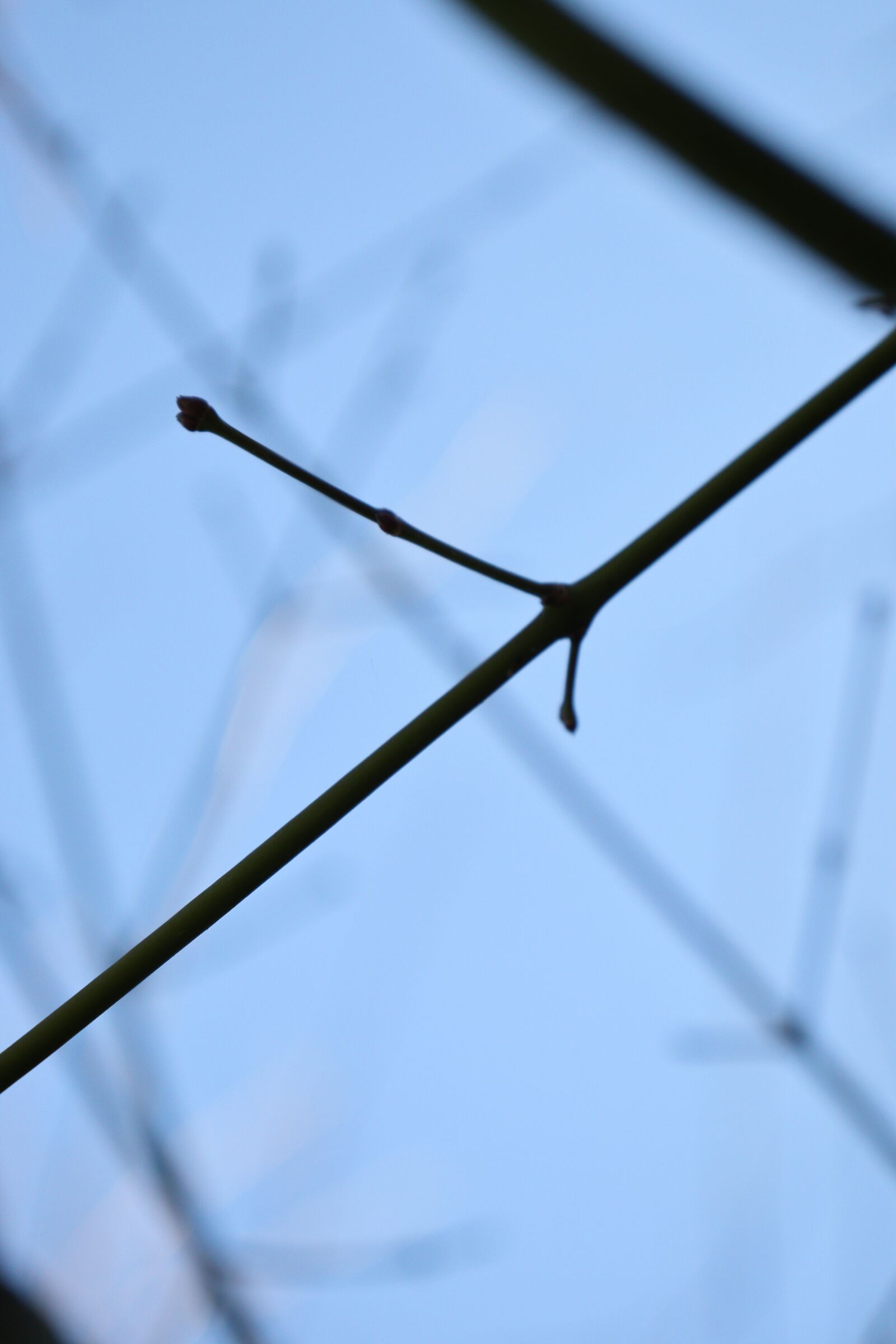 Canon EOS 250D (EOS Rebel SL3 / EOS Kiss X10 / EOS 200D II) sample photo. Tree, branch, sky photography