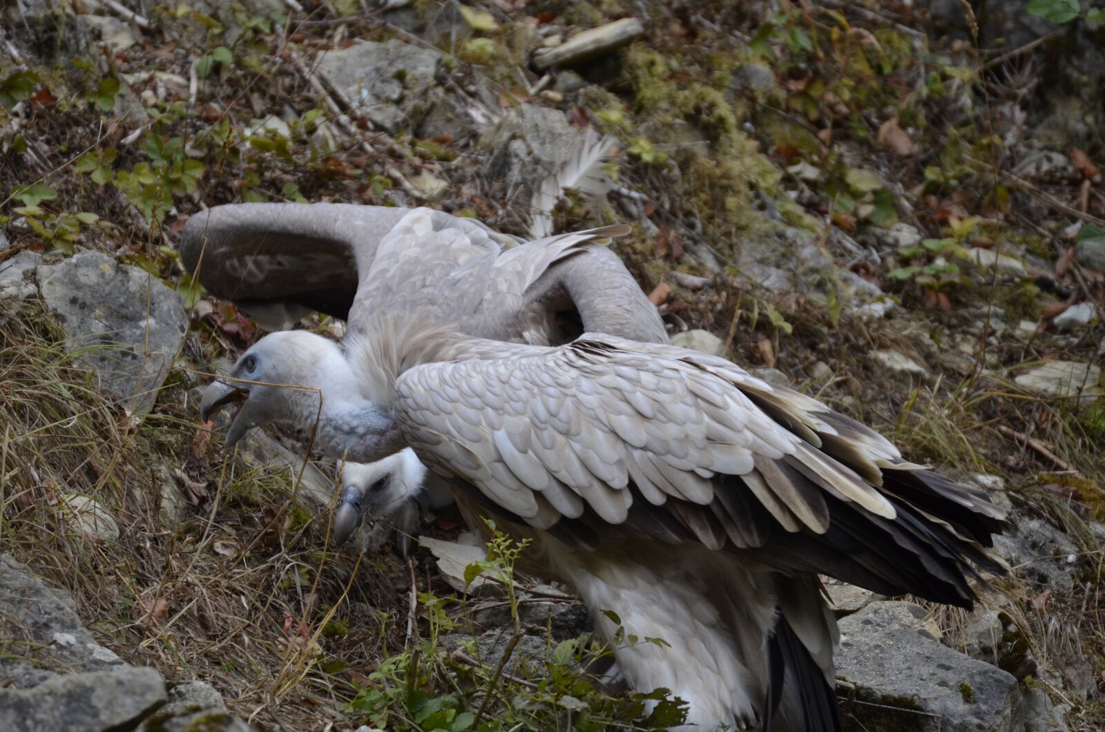 Nikon D5100 sample photo. Vulture, bird, scavengers photography