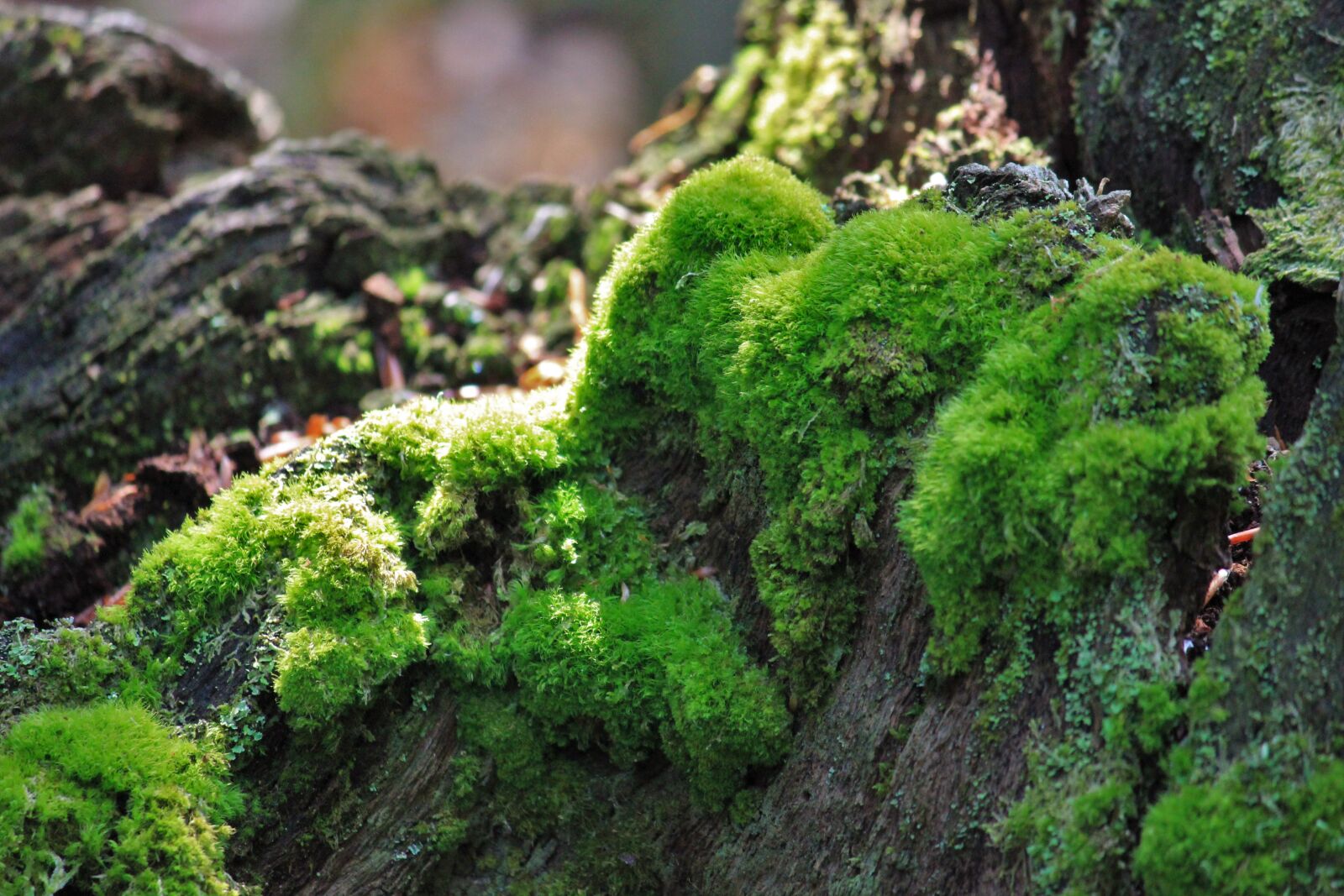 Canon EOS 550D (EOS Rebel T2i / EOS Kiss X4) sample photo. Moss, log, nature photography