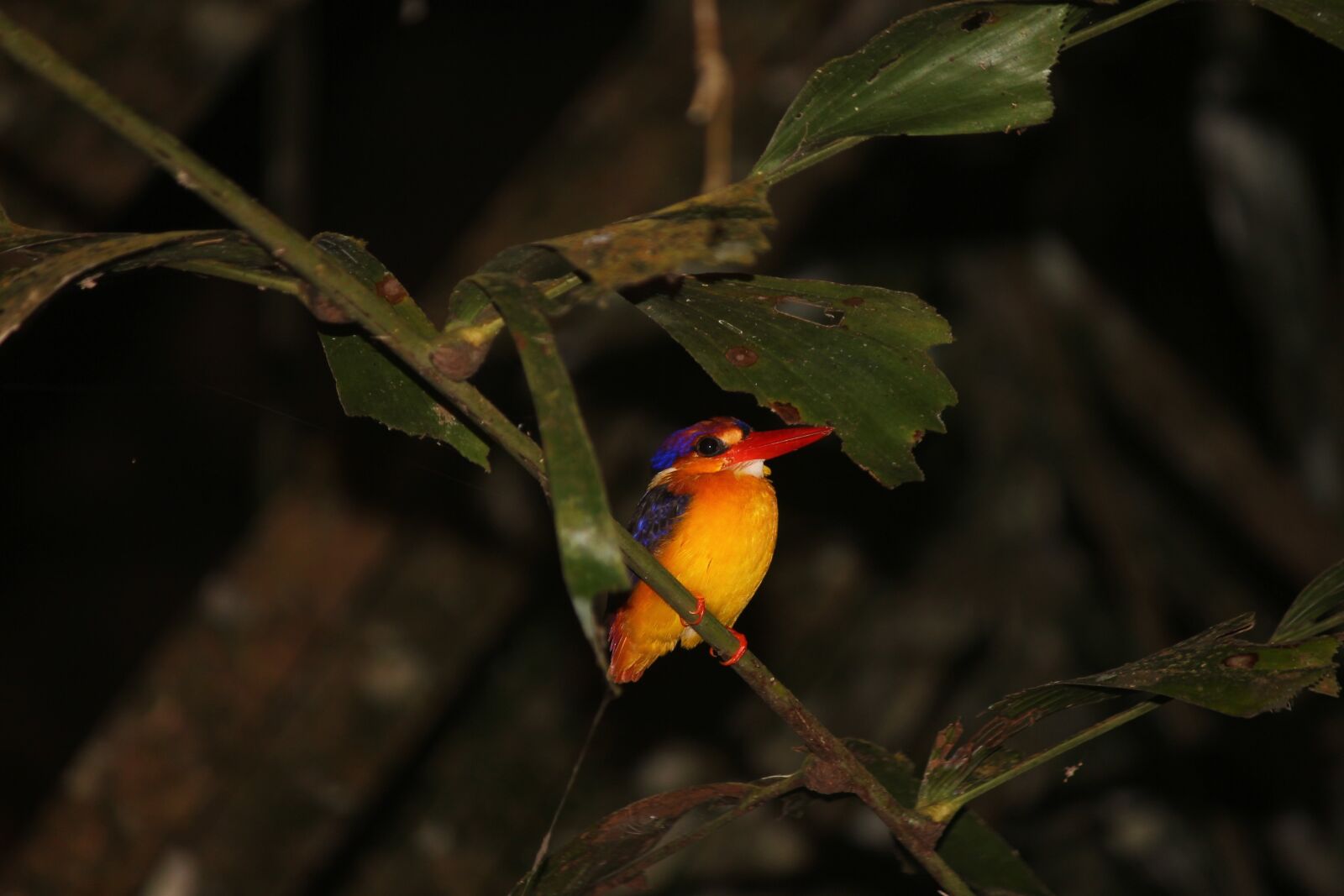 Canon EOS 550D (EOS Rebel T2i / EOS Kiss X4) sample photo. Oriental dwarf kingfisher, foliage photography