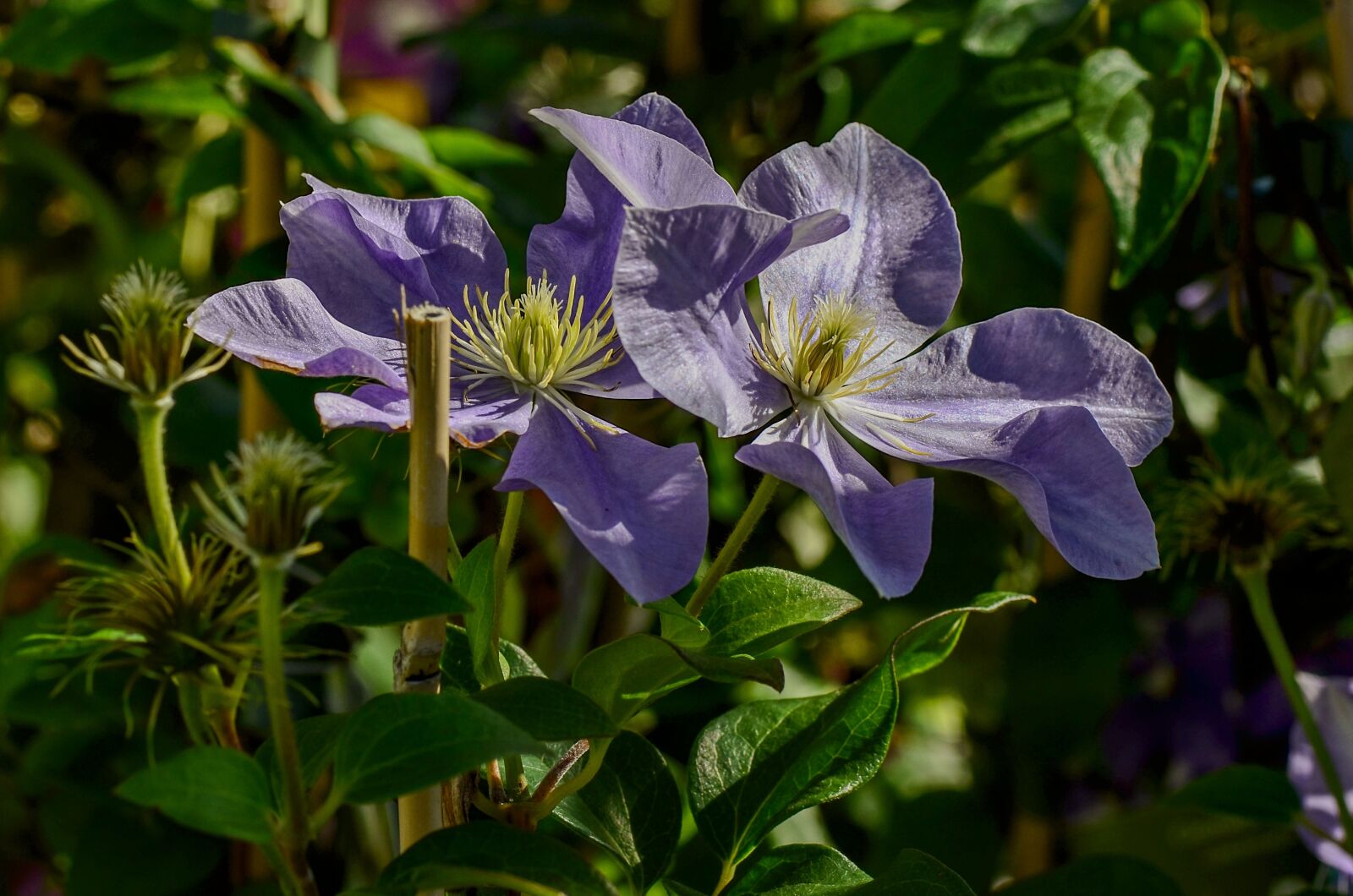 Nikon D7000 sample photo. Clematis, garden, nature photography