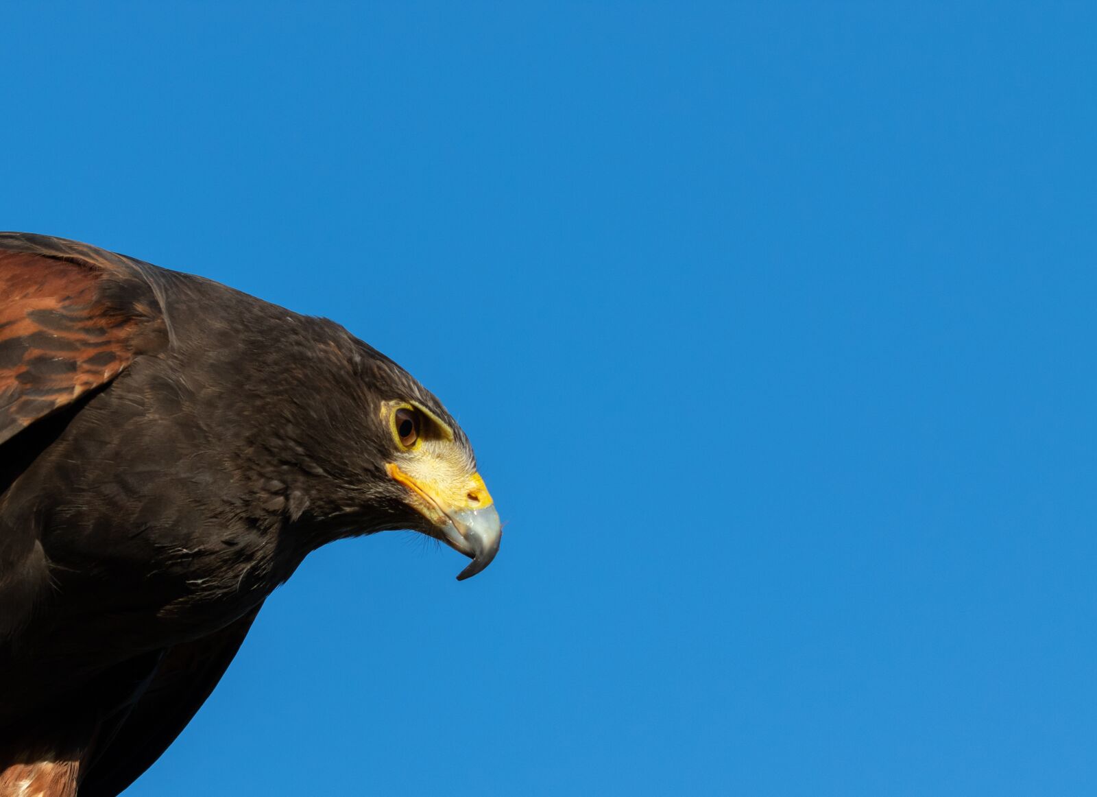 Canon EOS 7D Mark II sample photo. Harris hawk, green, falconer photography