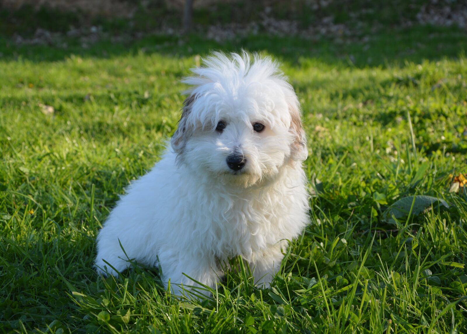 Nikon D5200 sample photo. Dog, puppy, young photography