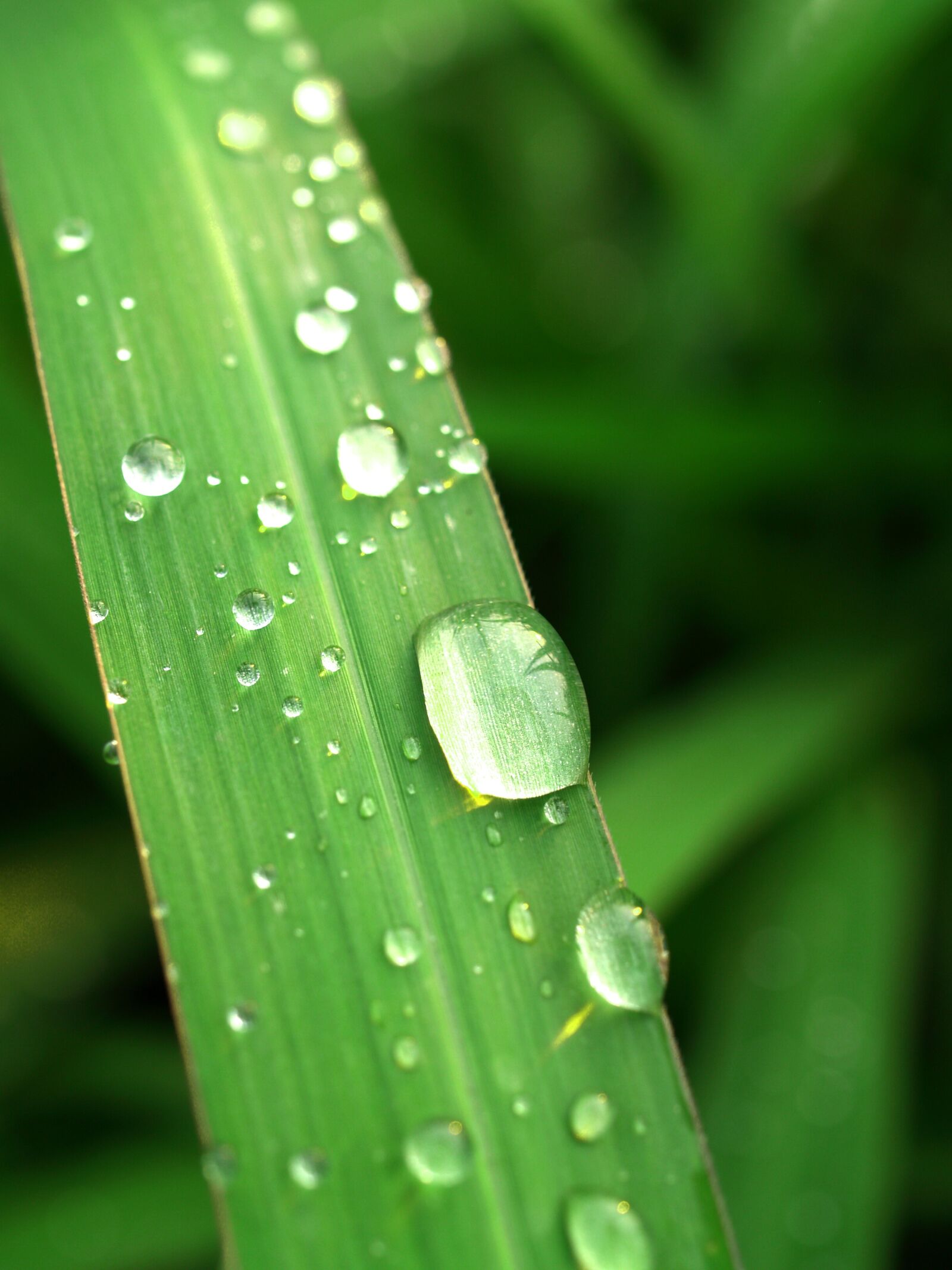 Olympus E-300 (EVOLT E-300) sample photo. Water, drops, leaf photography