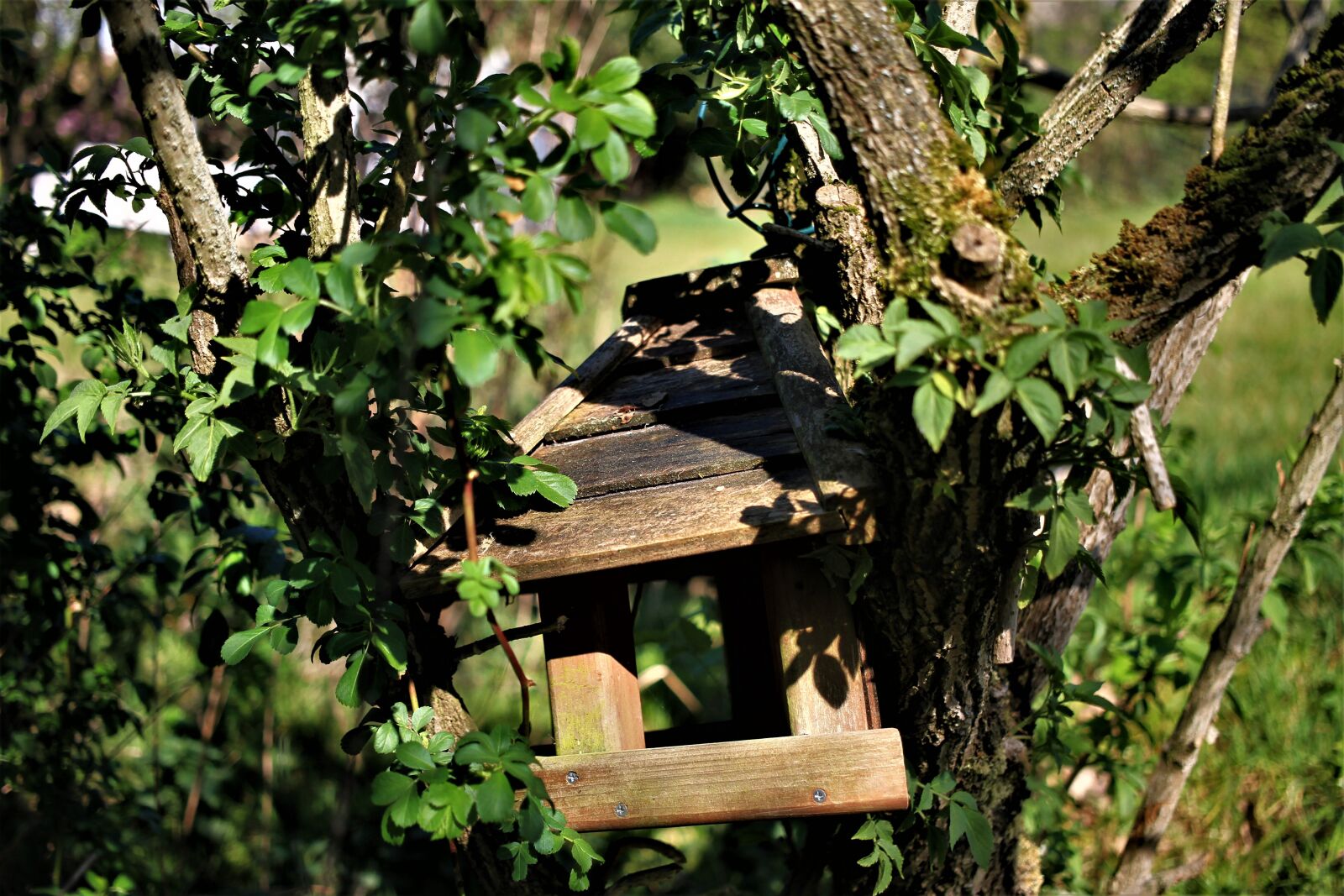 Canon EF-S 35mm F2.8 Macro IS STM sample photo. Aviary, tree, leaves photography