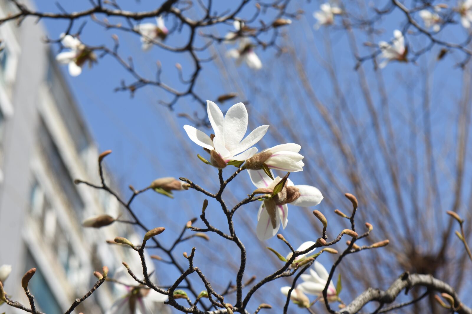 Nikon D7200 sample photo. Spring, white, flowers photography