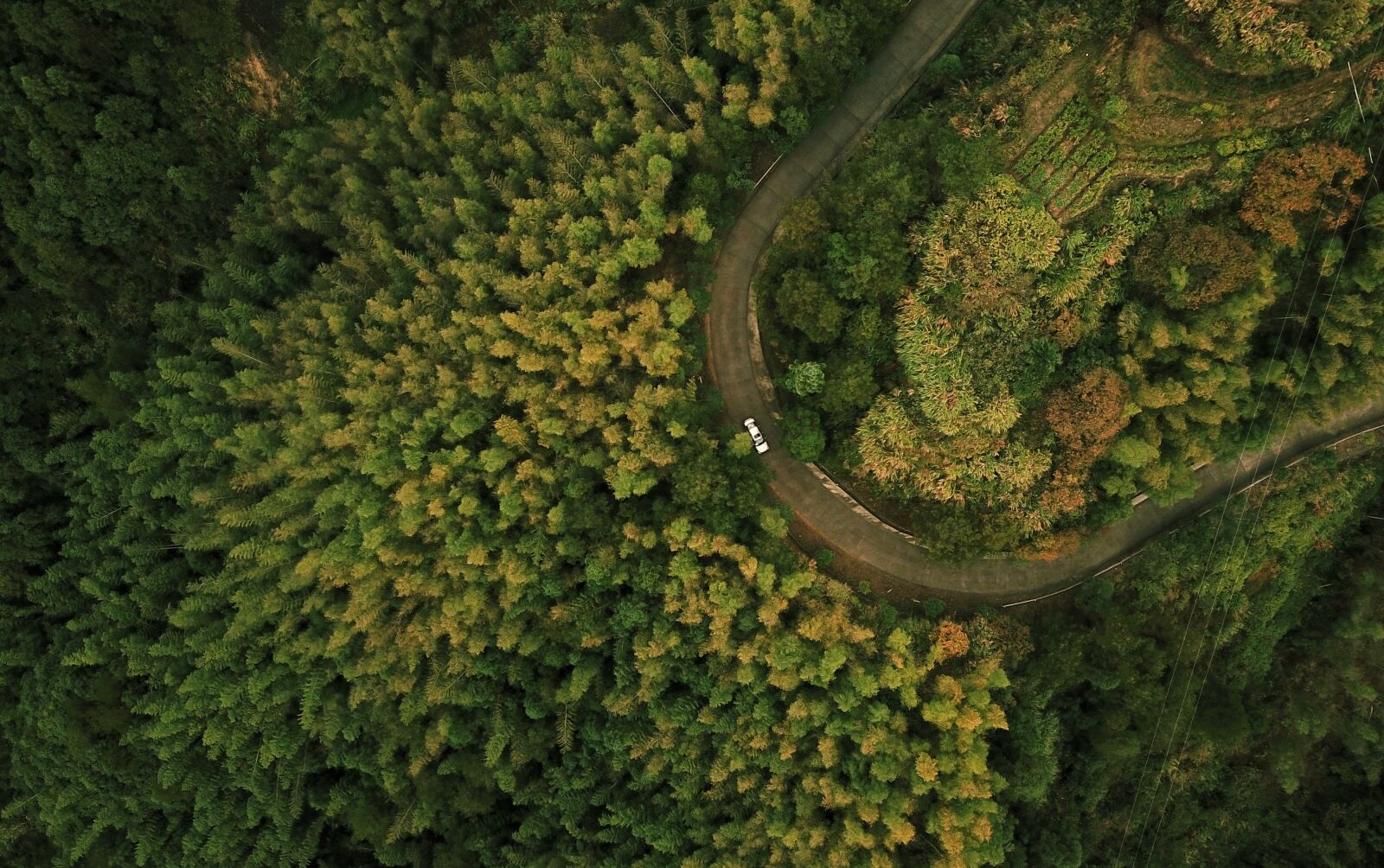 DJI FC220 sample photo. Uav, forest, tree photography