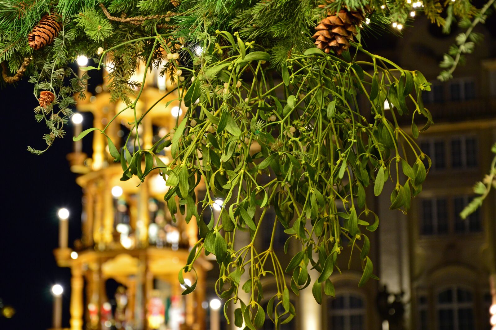 Nikon D3200 sample photo. Mistletoe, plant, evergreen photography