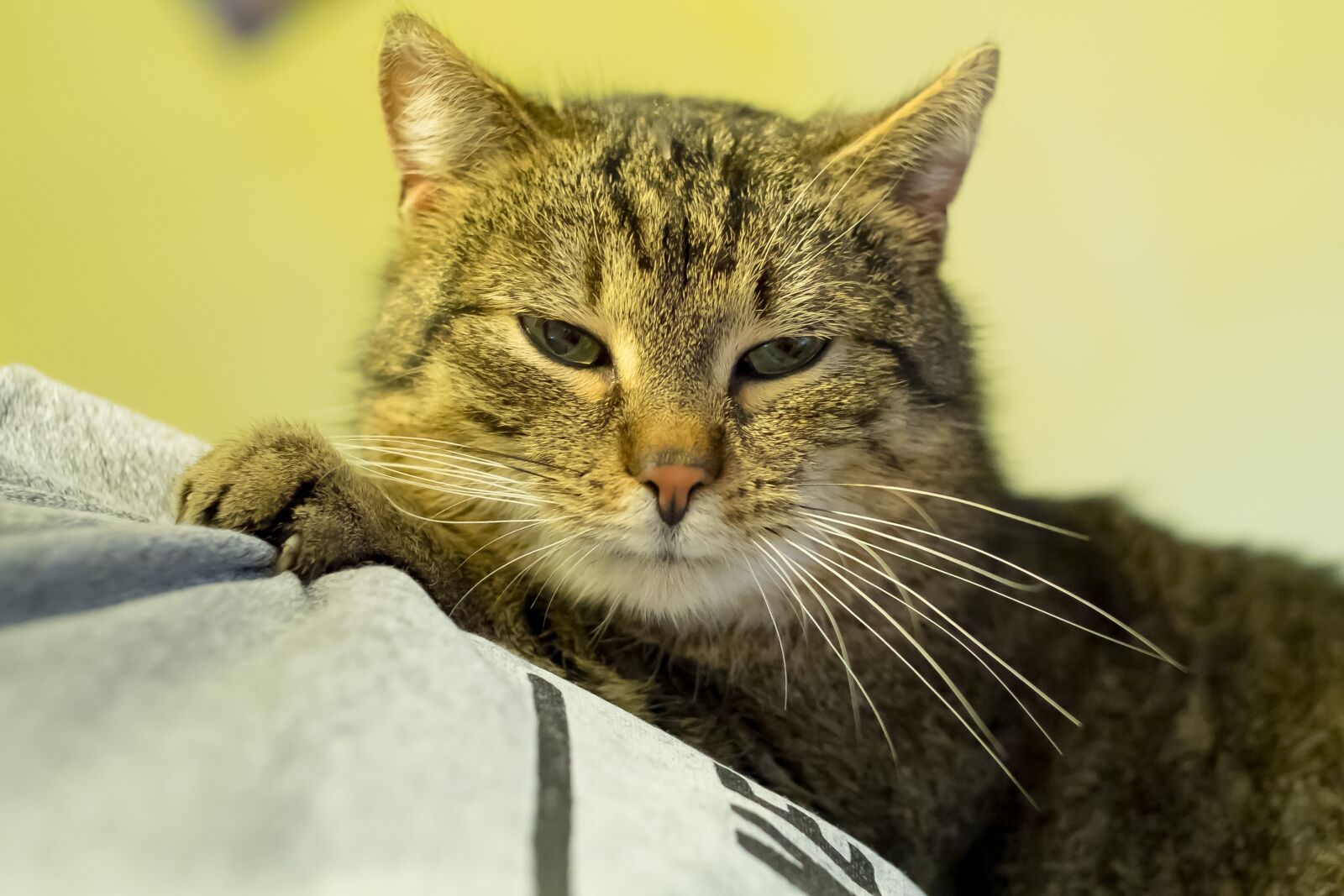 Fujifilm X-T10 sample photo. Charming, animals, cat photography
