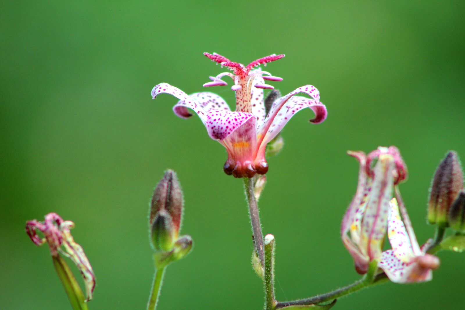 Canon EOS 600D (Rebel EOS T3i / EOS Kiss X5) sample photo. The poor man's orchid photography