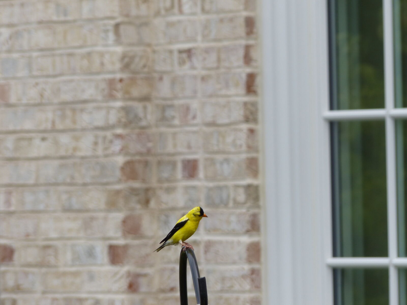 Panasonic Lumix DMC-FZ200 sample photo. Bird, brick, garden, goldfinch photography