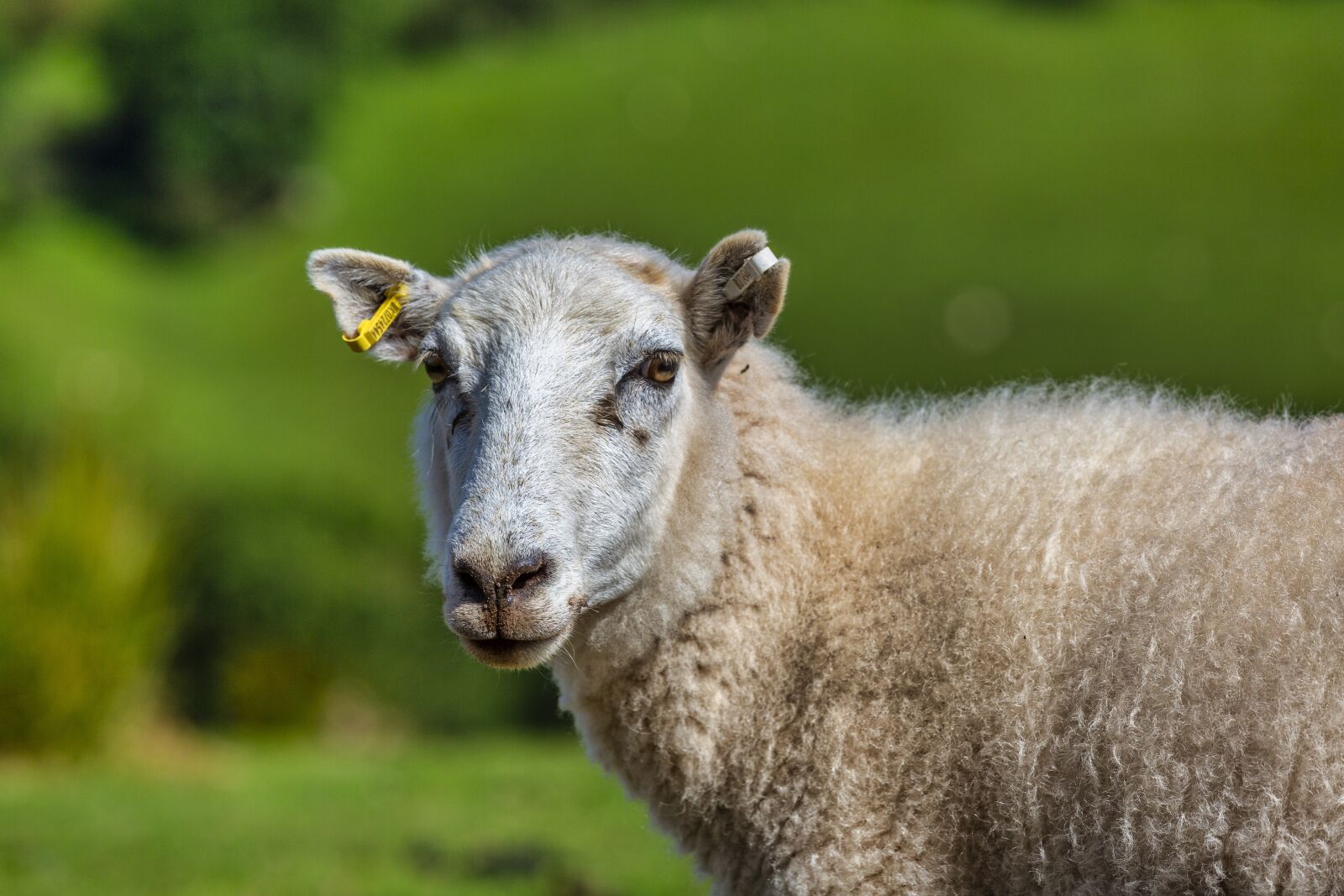 Canon EOS 5D Mark III + Canon EF 70-200mm F4L IS USM sample photo. Sheep, countryside, hill photography