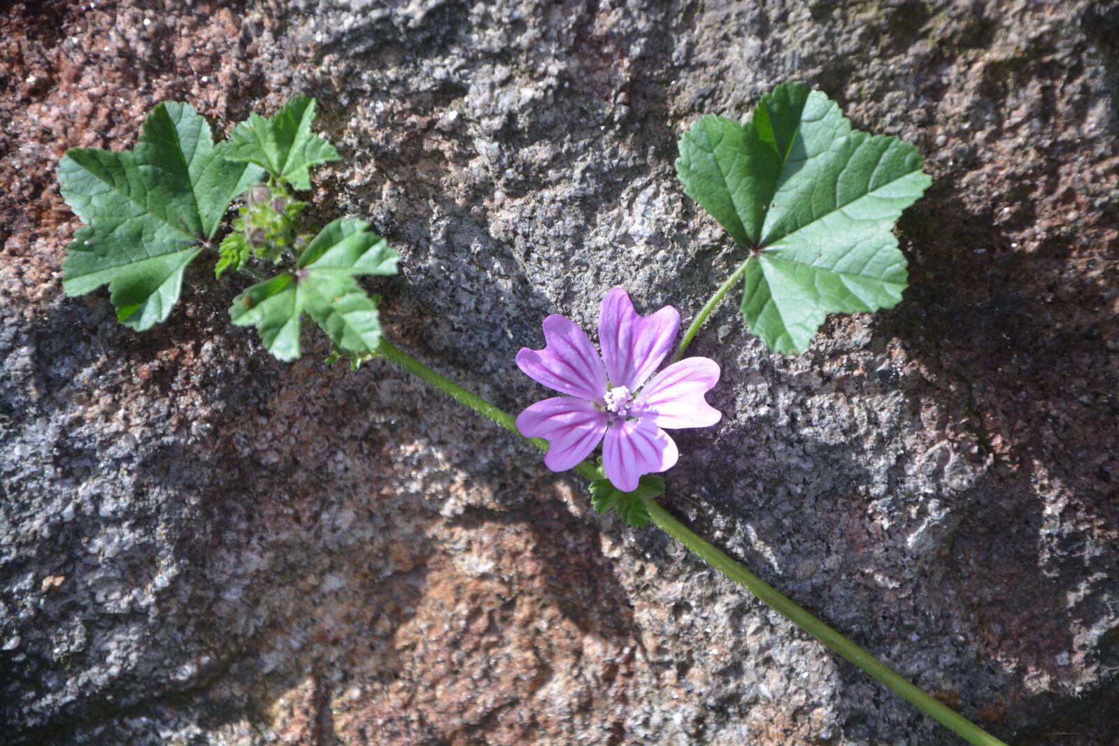 Nikon D5200 sample photo. Flower vines, purple flower photography