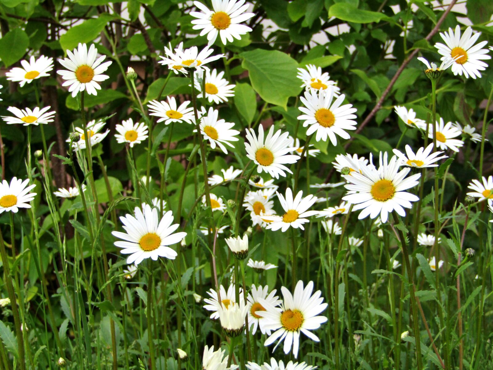 Canon POWERSHOT SX432 IS sample photo. Marguerite, single flowers, daisies photography