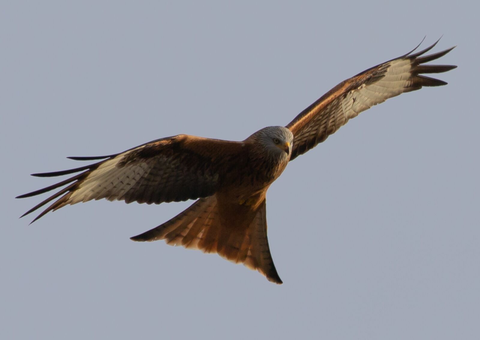 Canon EOS 7D Mark II sample photo. Red kite, flying, soaring photography
