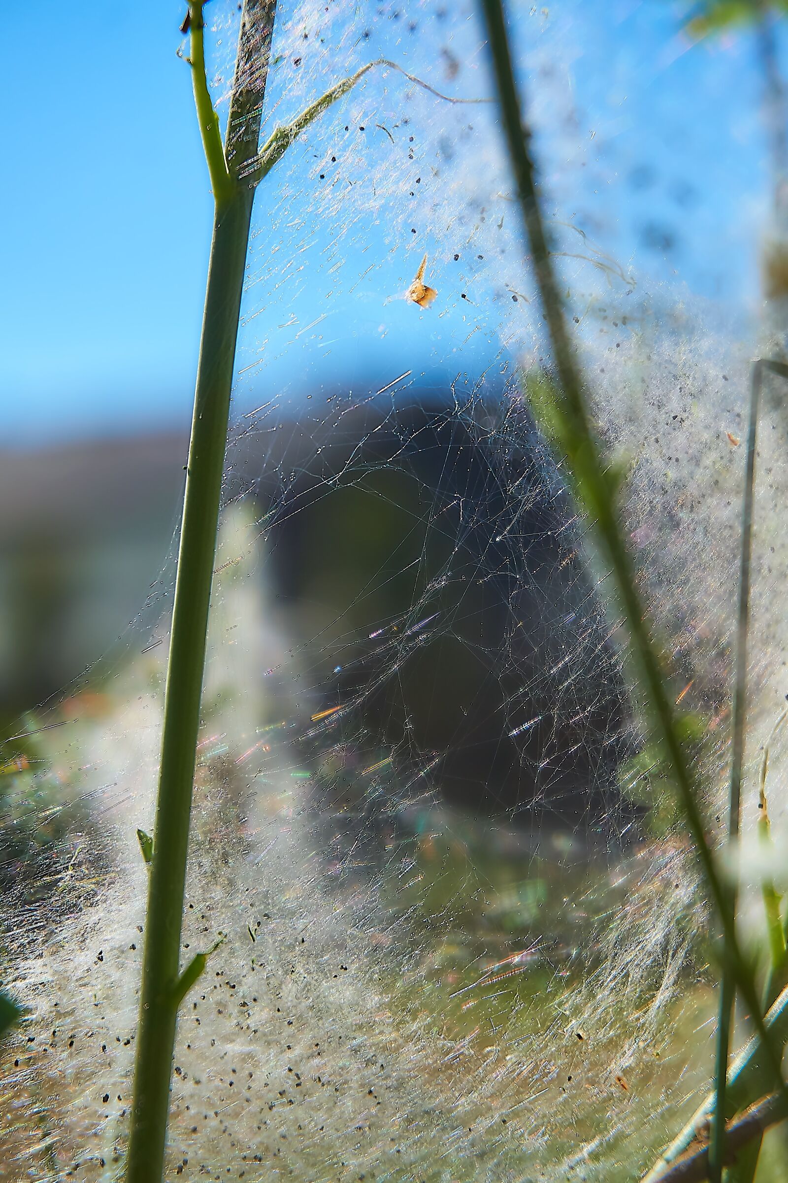 Sony a6000 sample photo. Ermine, bud moth, track photography