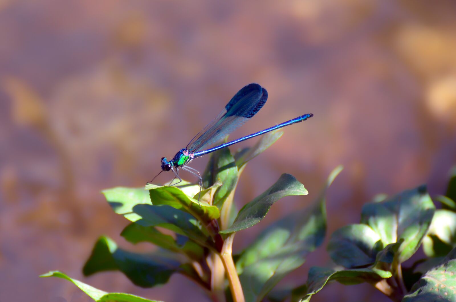 Nikon D7000 sample photo. Nature, outdoors, flower photography