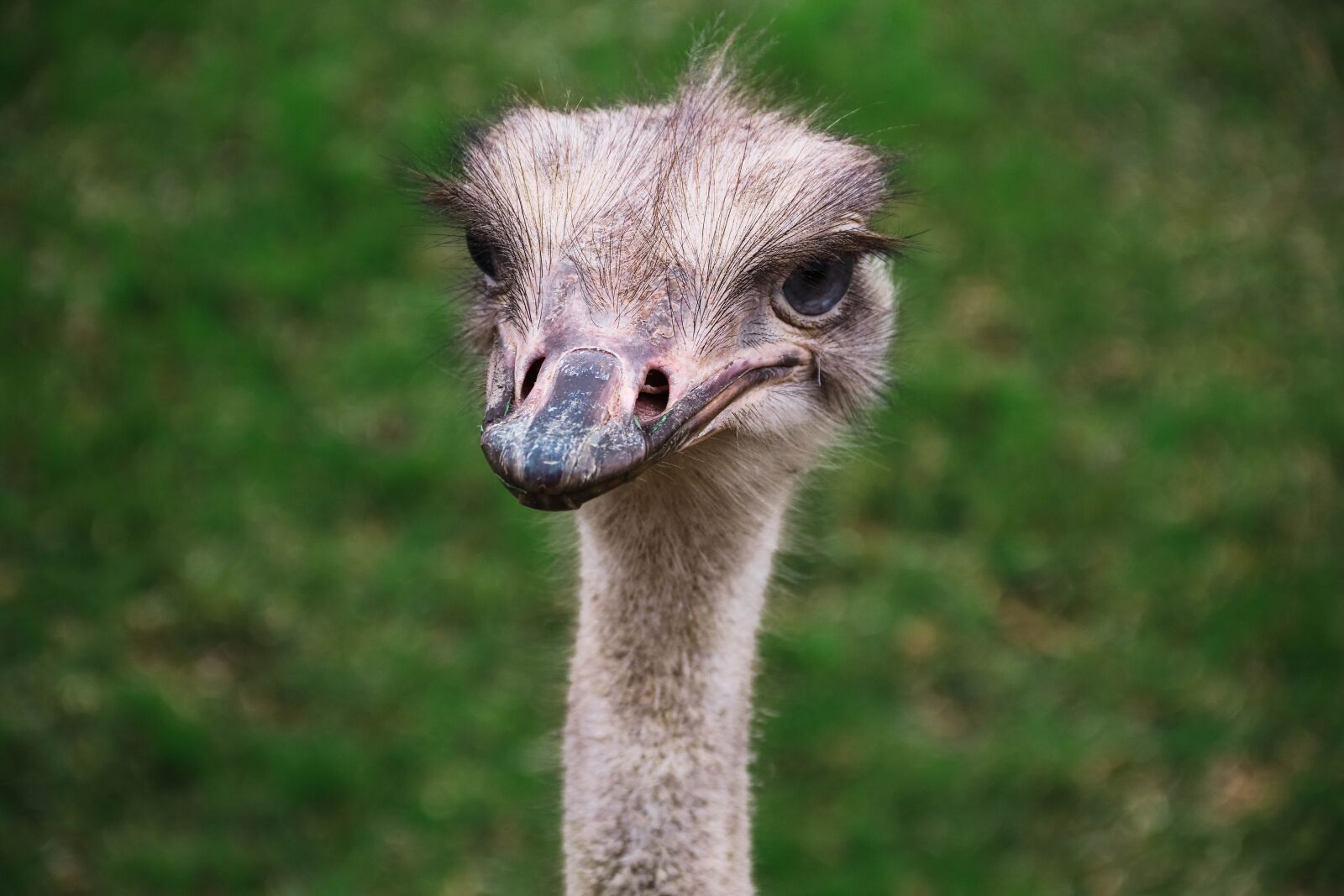 Canon EOS 77D (EOS 9000D / EOS 770D) + Canon EF-S 18-135mm F3.5-5.6 IS sample photo. Ostrich, park, zoo photography
