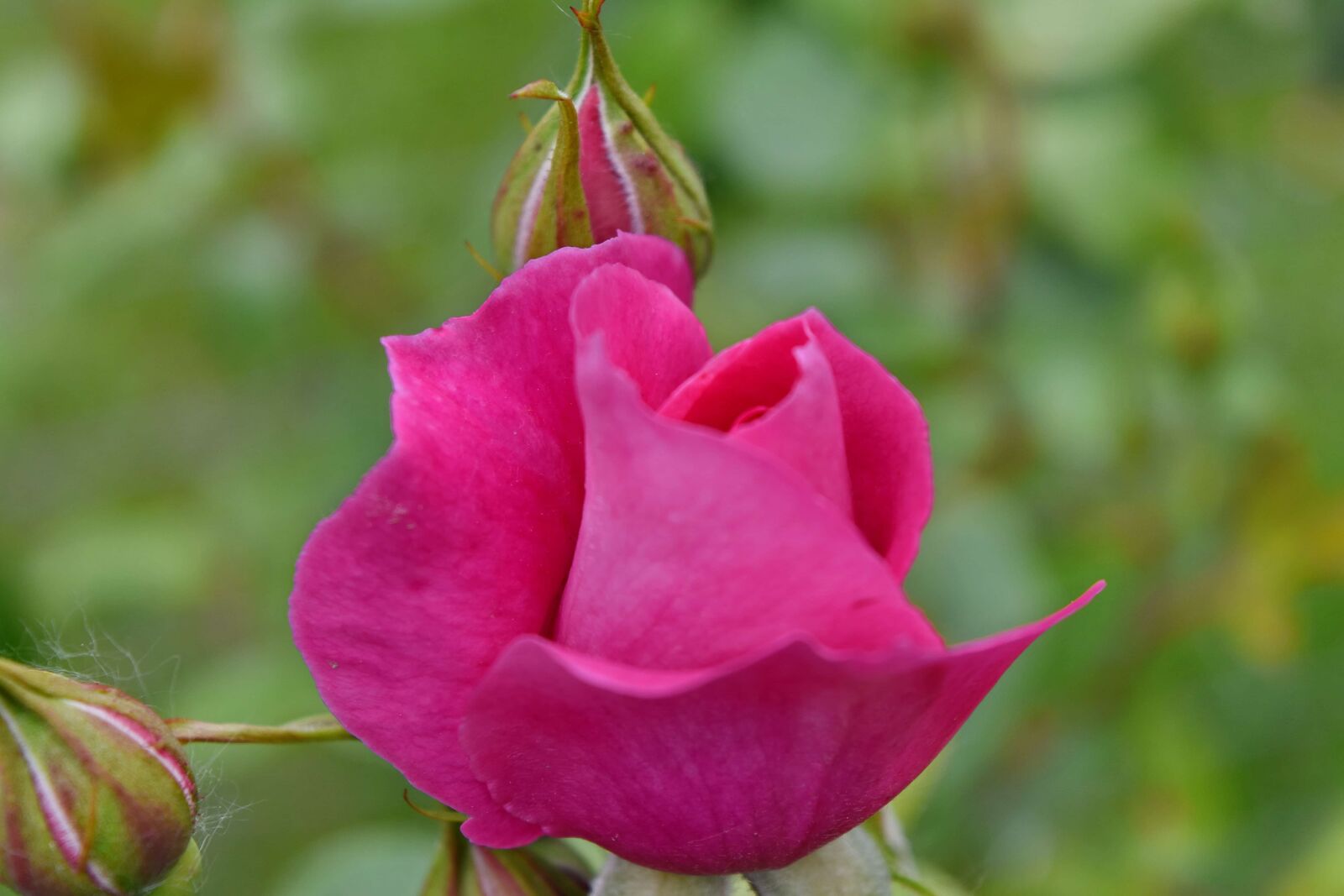 Nikon D5500 sample photo. Close-up, pinkish, roses, flora photography