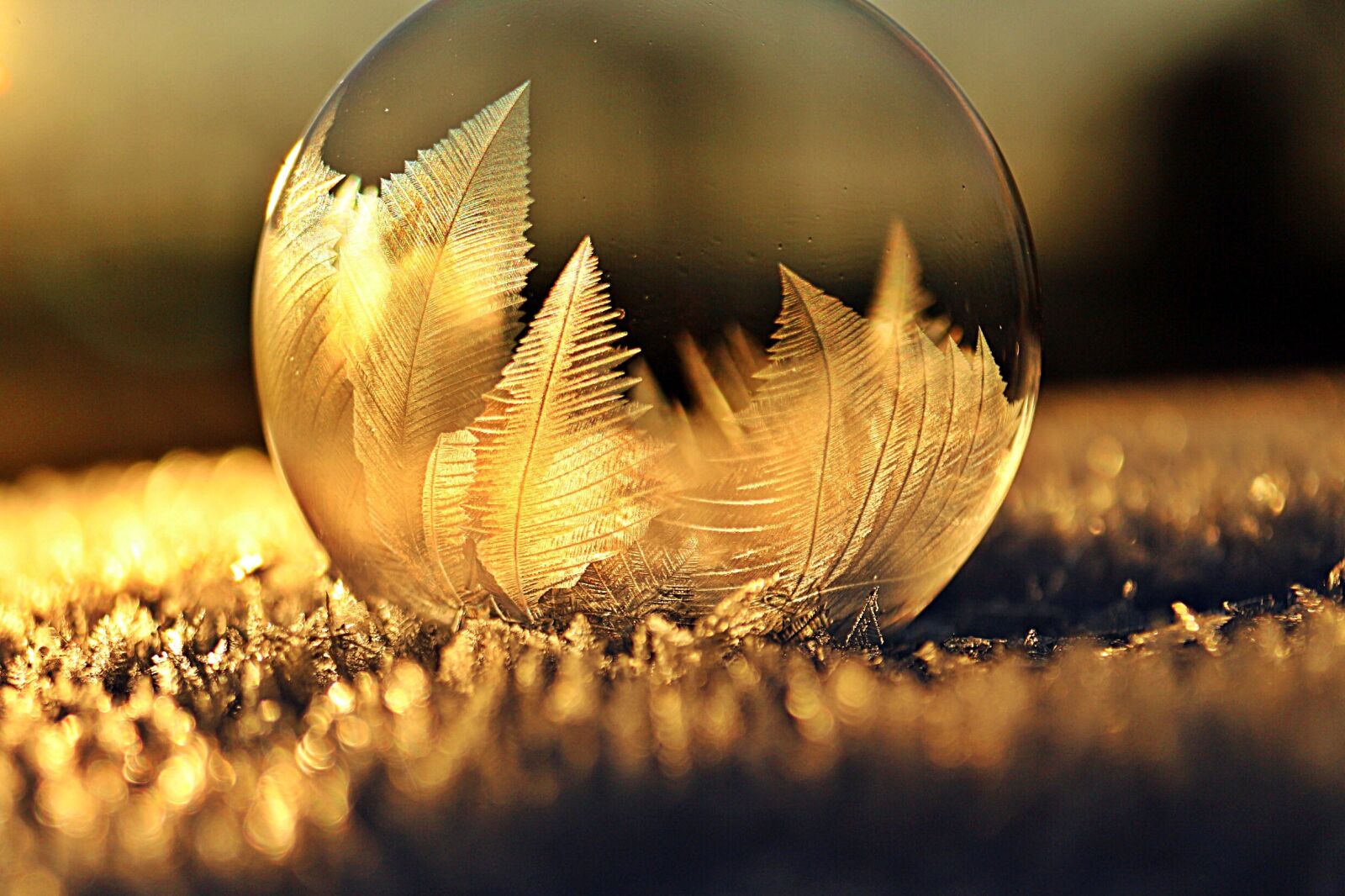 Canon EOS 100D (EOS Rebel SL1 / EOS Kiss X7) sample photo. Frost bubble, ice bubble photography