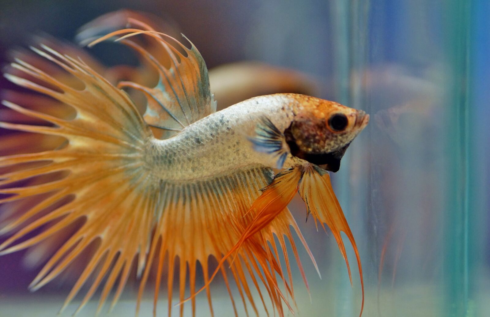 Sony SLT-A58 sample photo. Betta, warrior, aquarium photography