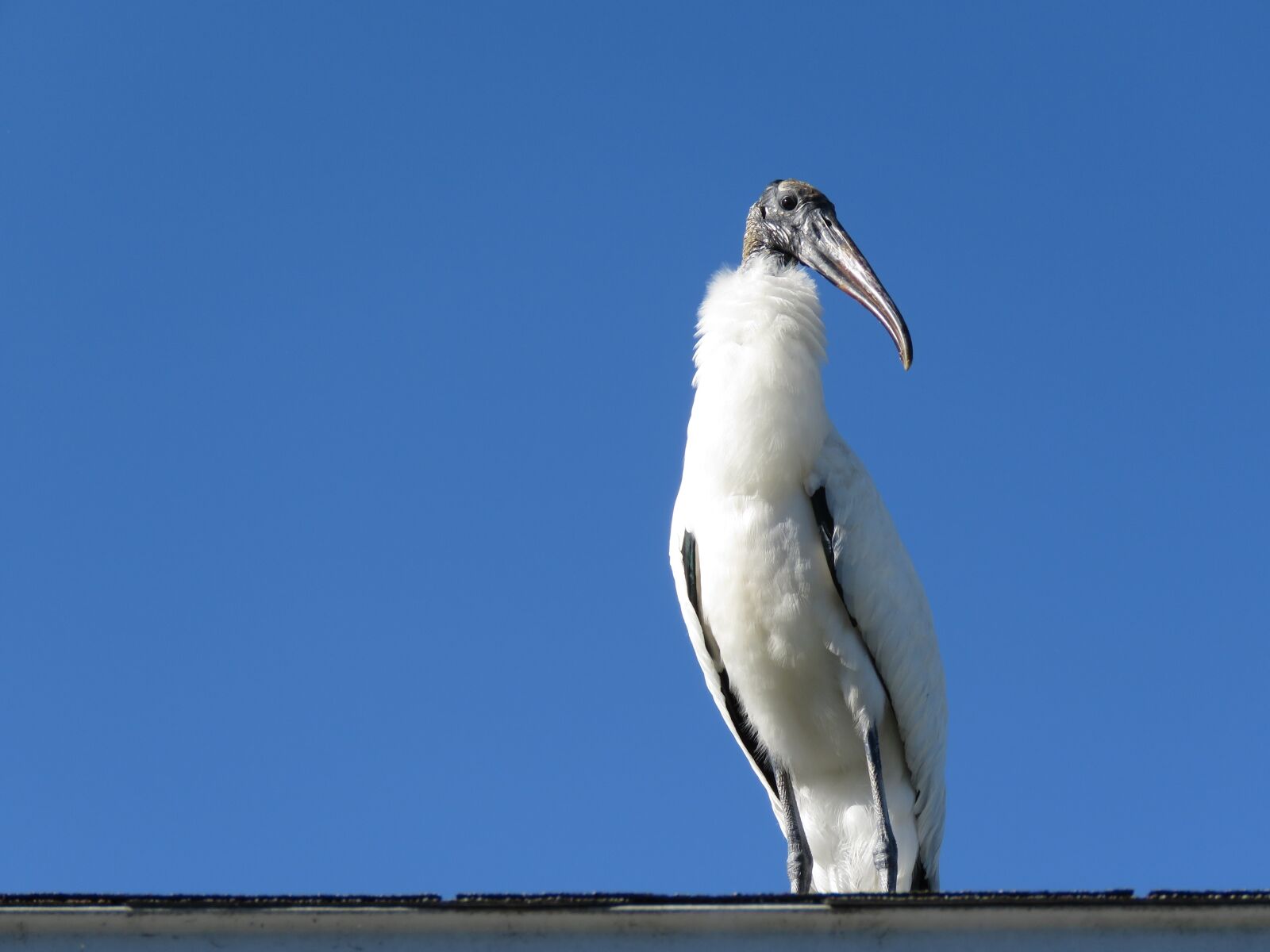 Canon PowerShot SX60 HS sample photo. Wood stork, bird, animal photography