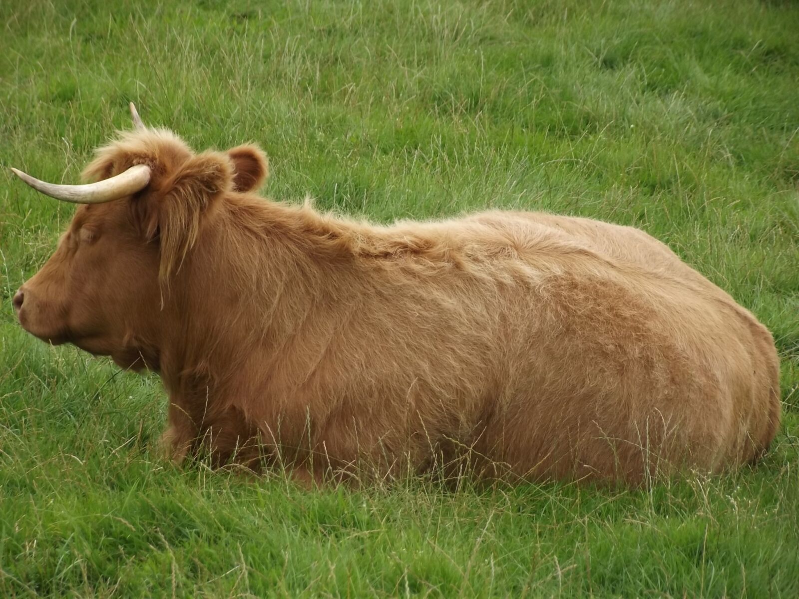 FujiFilm FinePix S2950 (FinePix S2990) sample photo. Highland cow, horns, cow photography