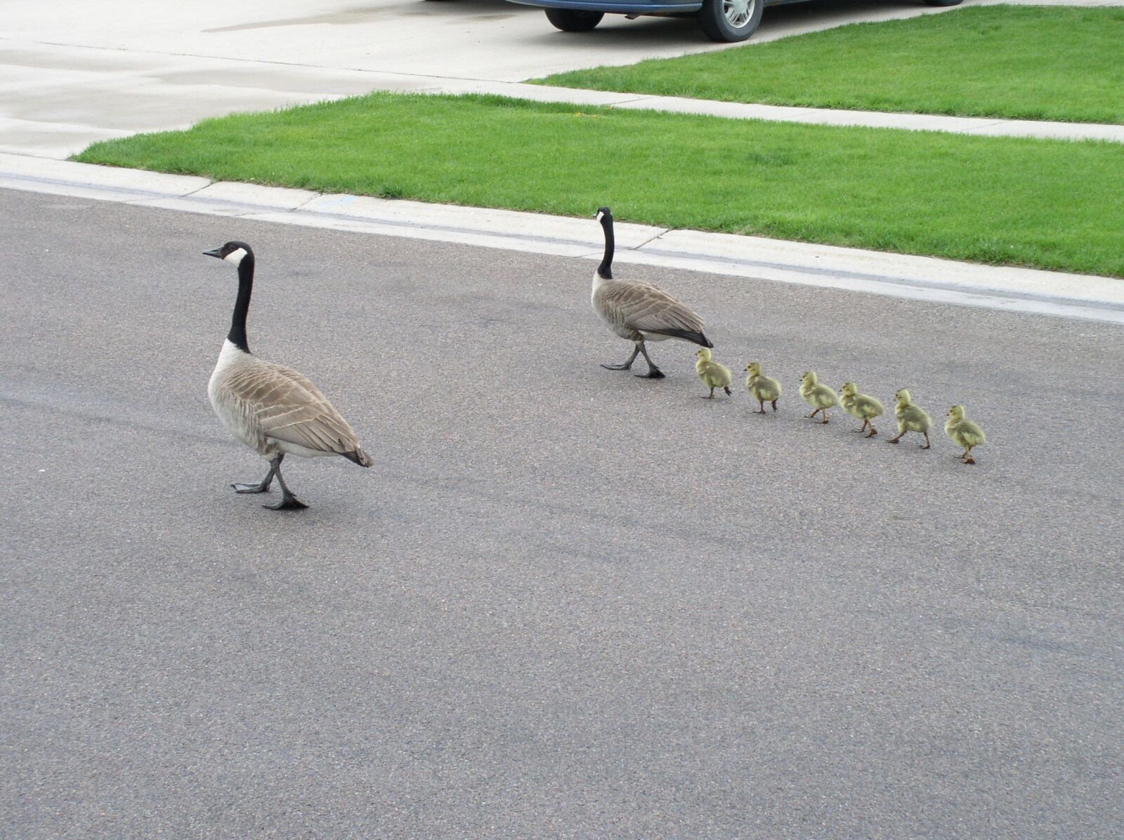 Olympus C4100Z,C4000Z sample photo. Canada goose, goslings, family photography