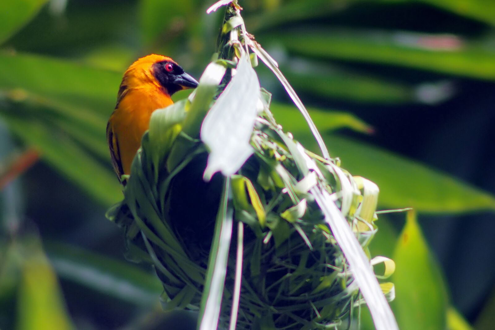 Tokina SD 400mm f/5.6 sample photo. Mask weaver, wild, bird photography