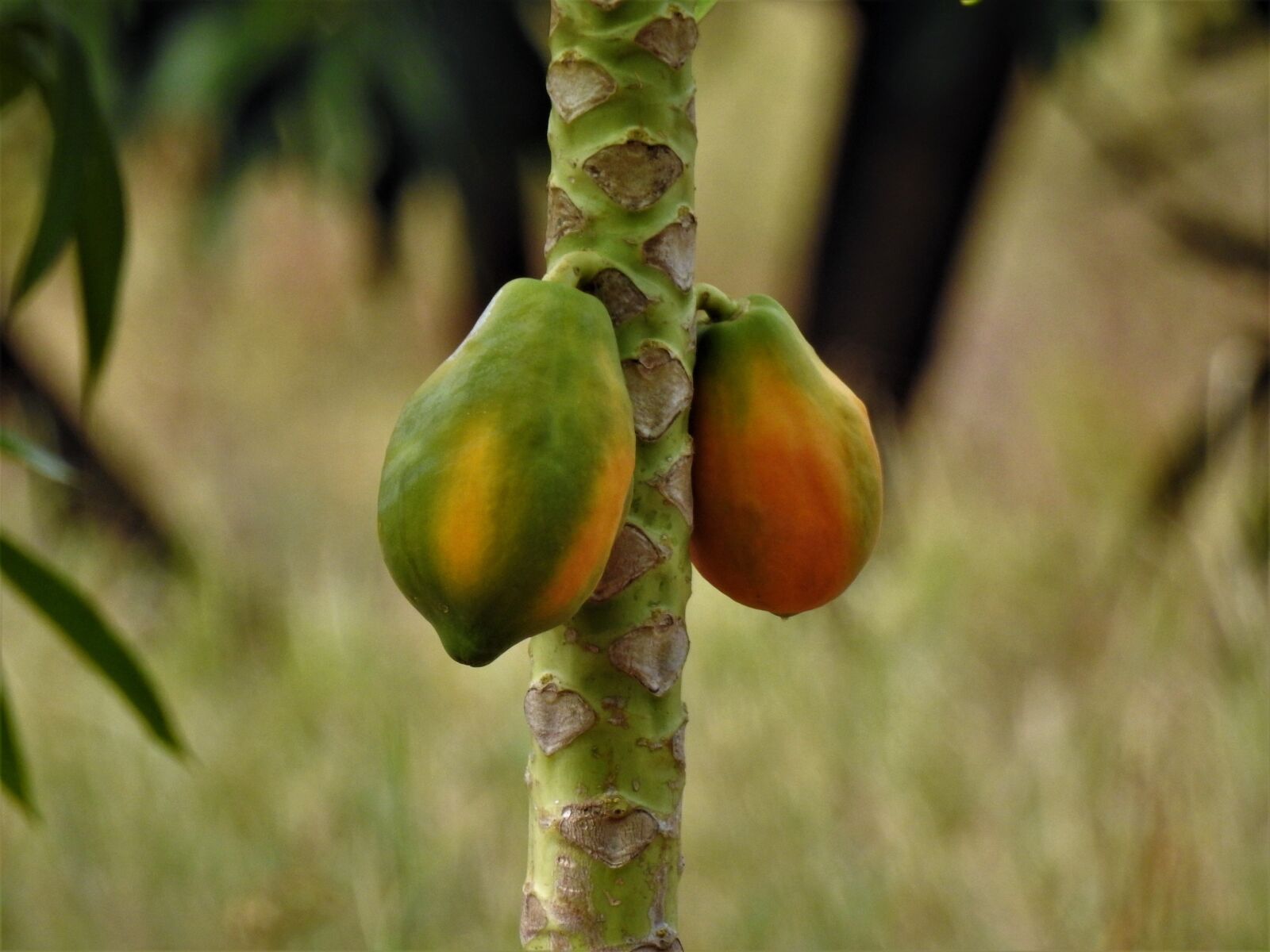 Nikon Coolpix P900 sample photo. Papaya, fruit, fresh photography