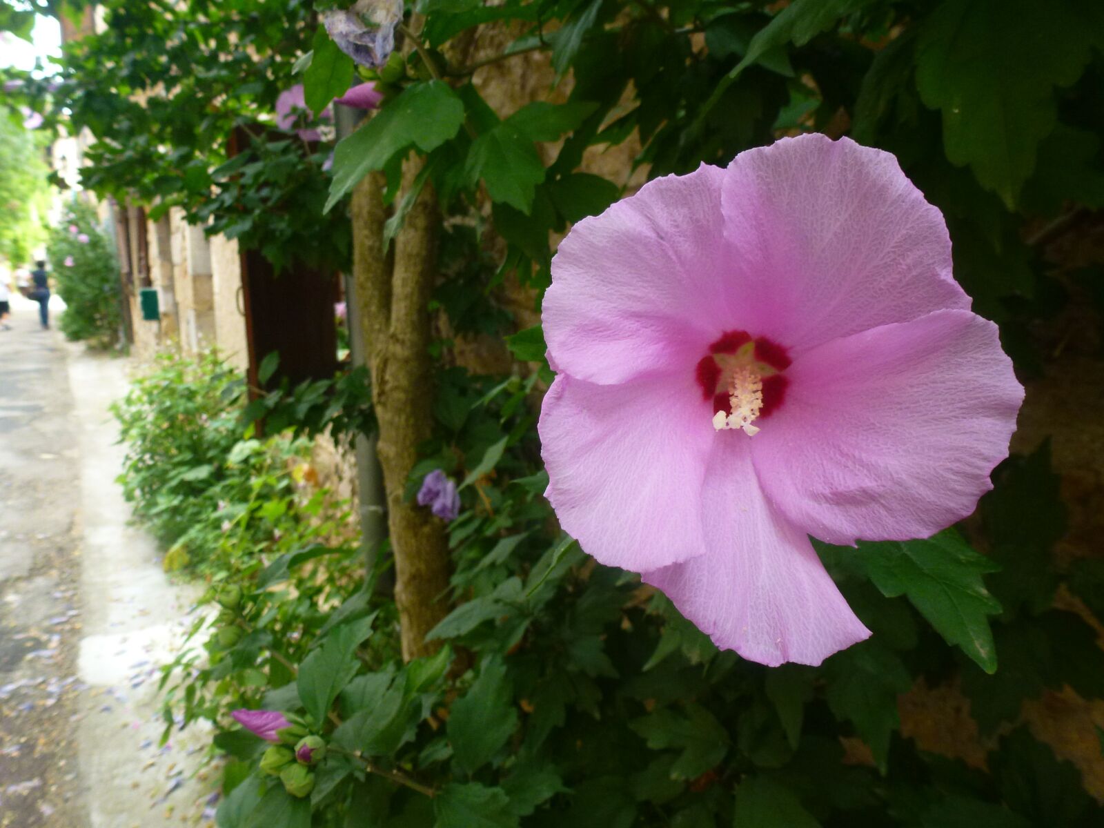 Panasonic Lumix DMC-ZS10 (Lumix DMC-TZ20 / Lumix DMC-TZ22) sample photo. Flower, pink, nature photography