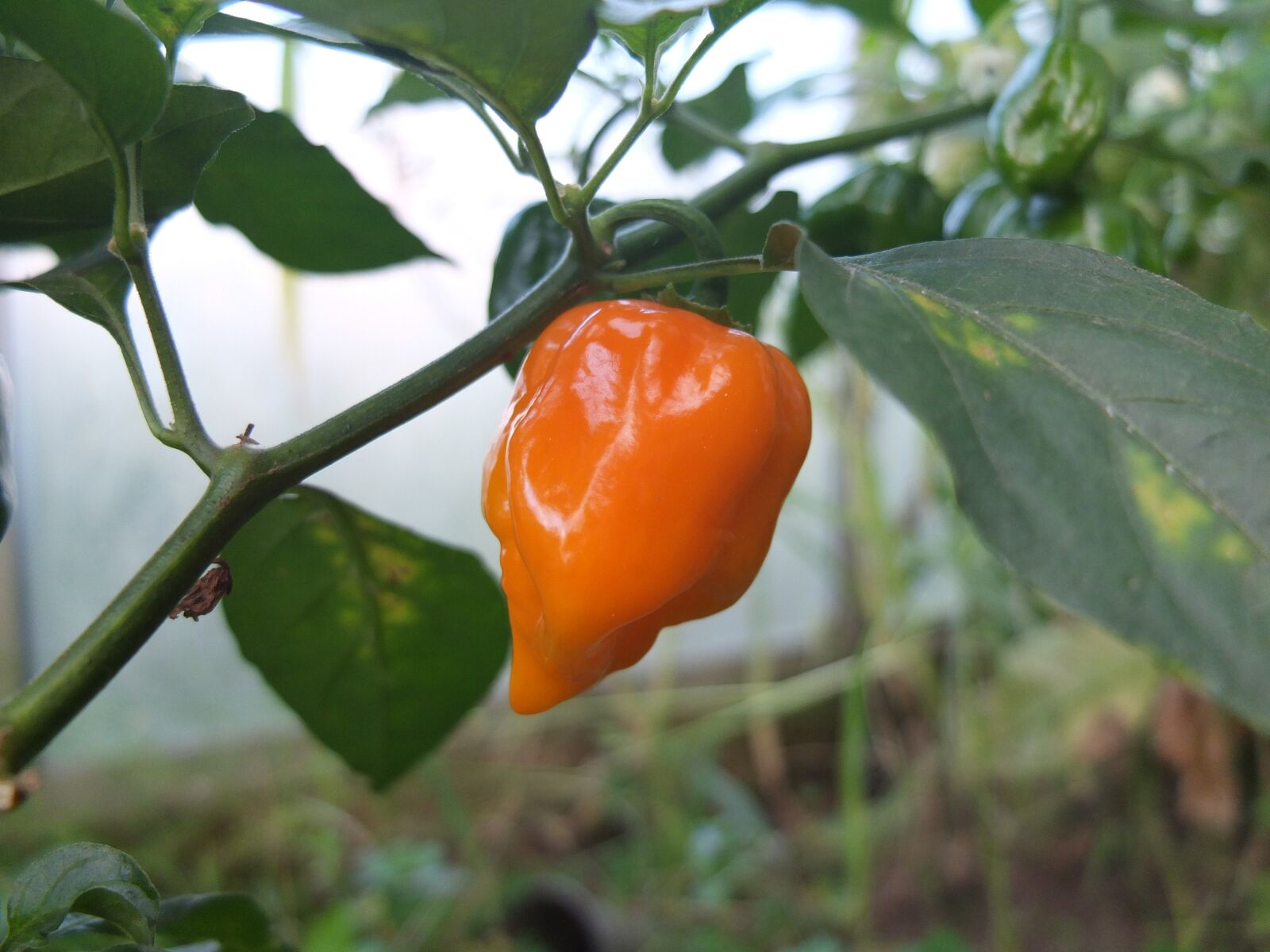 Fujifilm X10 sample photo. Paprika, habanero, yellow photography