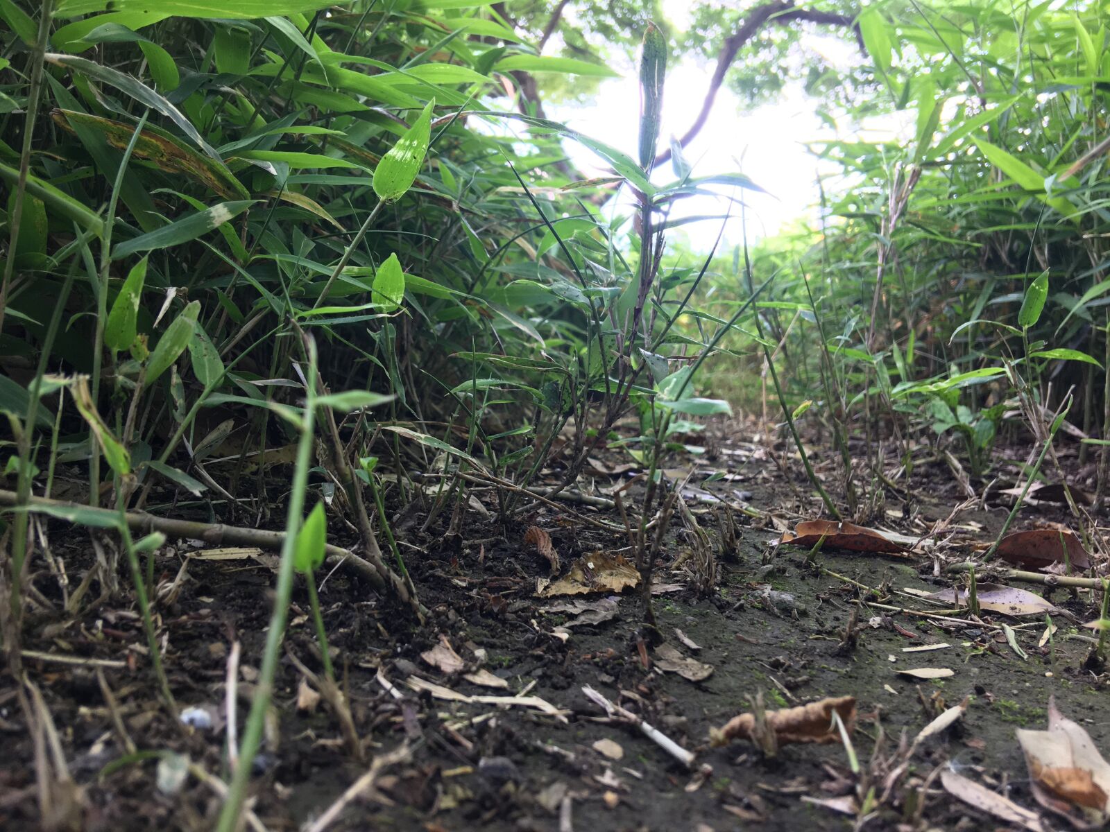 iPhone 6s Plus back camera 4.15mm f/2.2 sample photo. Plants, leaves, close-up photography
