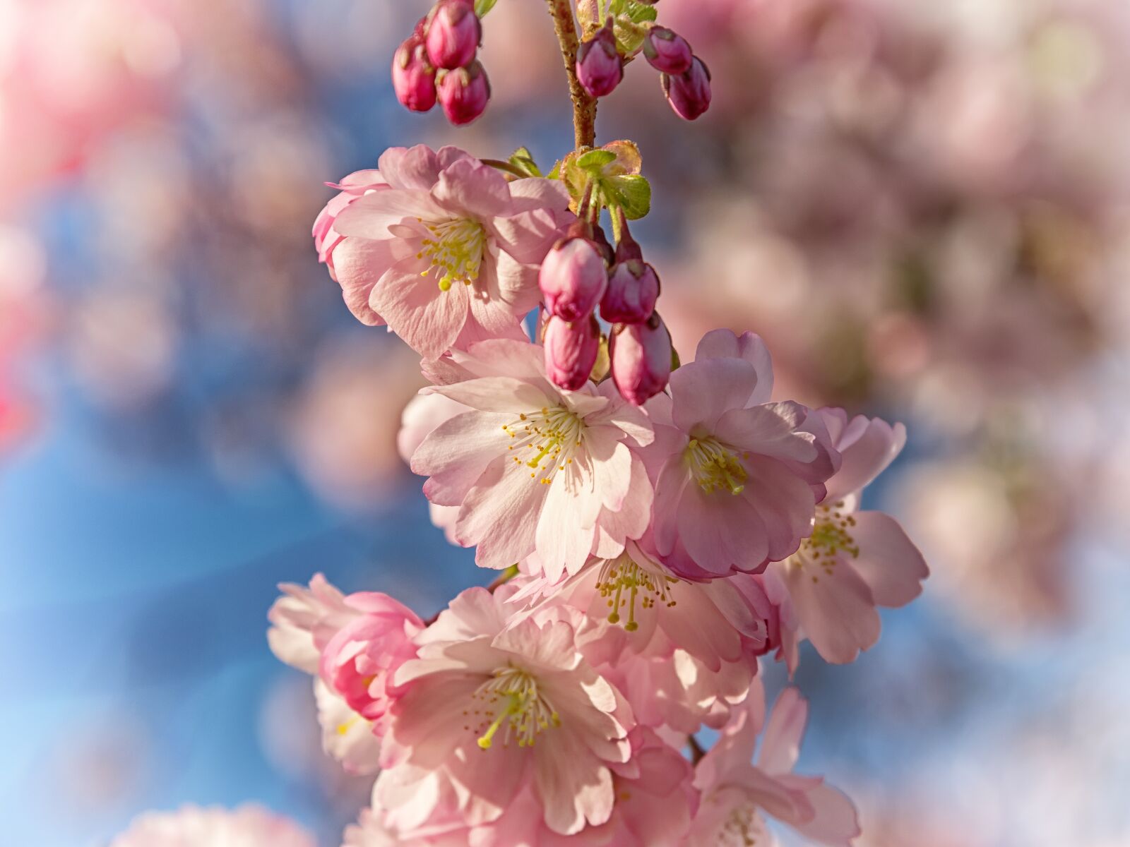Nikon D3300 sample photo. Spring, cherry blossom, bloom photography