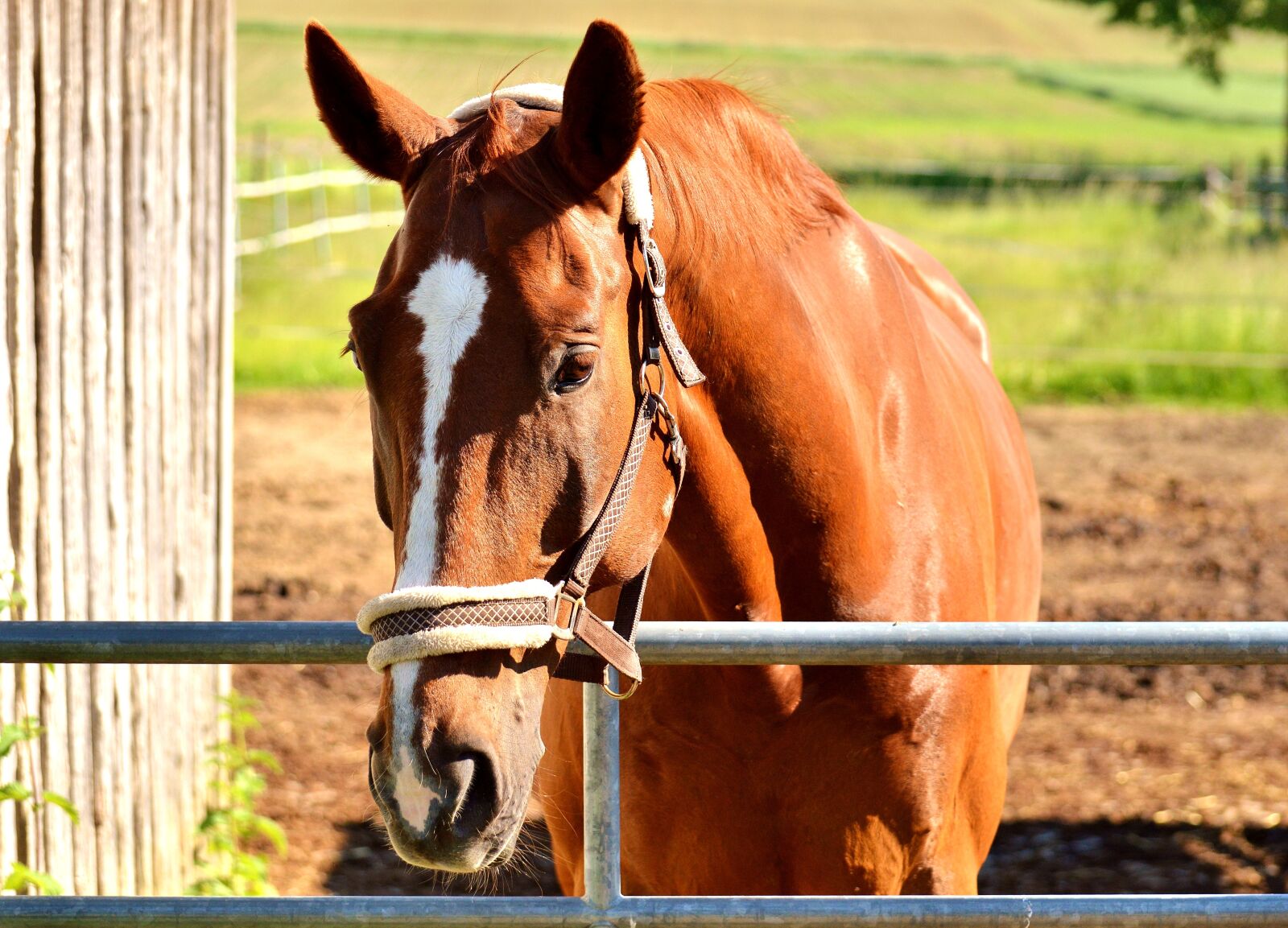 Nikon D3200 sample photo. Horse, stall, brown photography