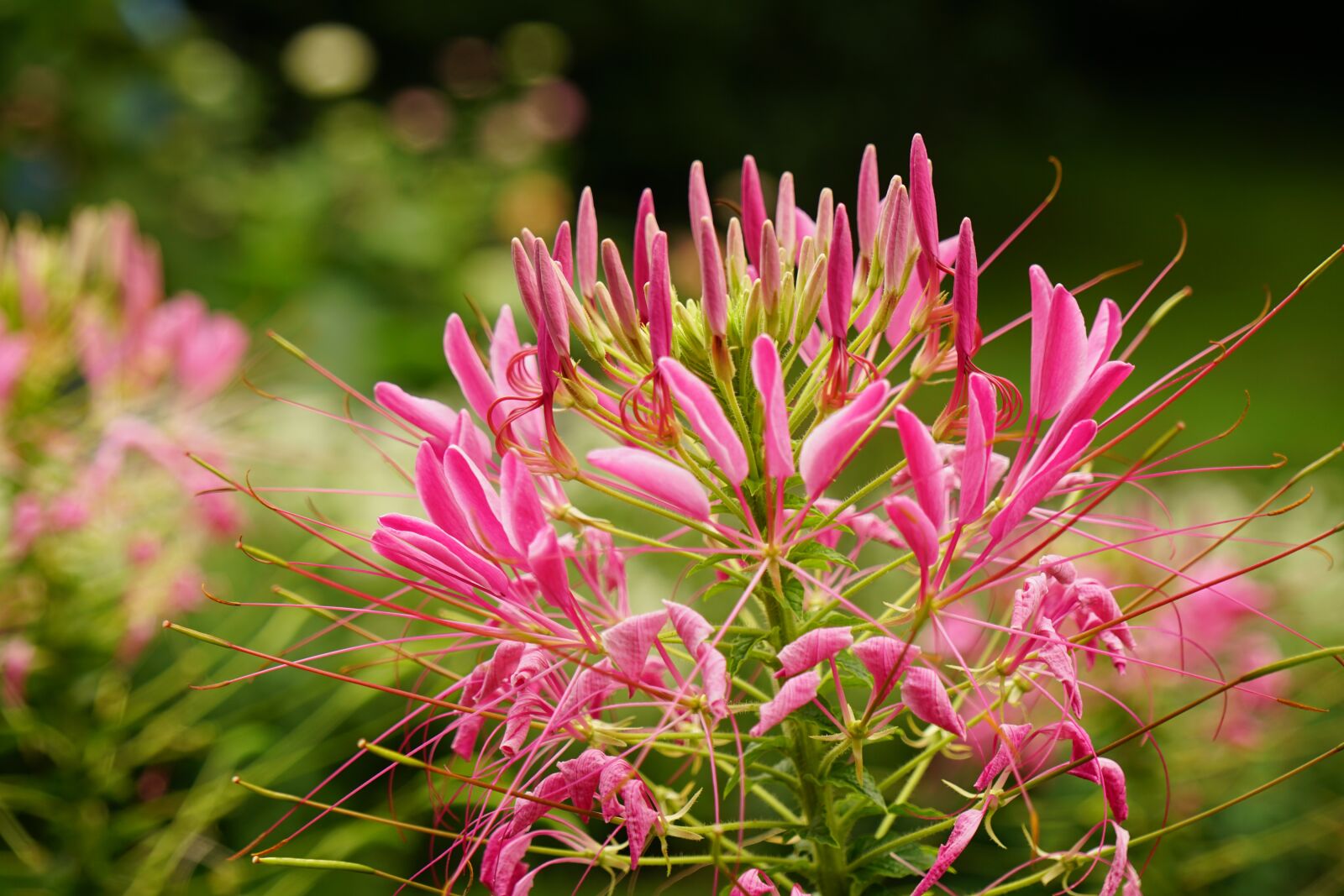 Sony a6300 + Sony Vario-Tessar T* E 16-70mm F4 ZA OSS sample photo. Blossom, bloom, pink photography