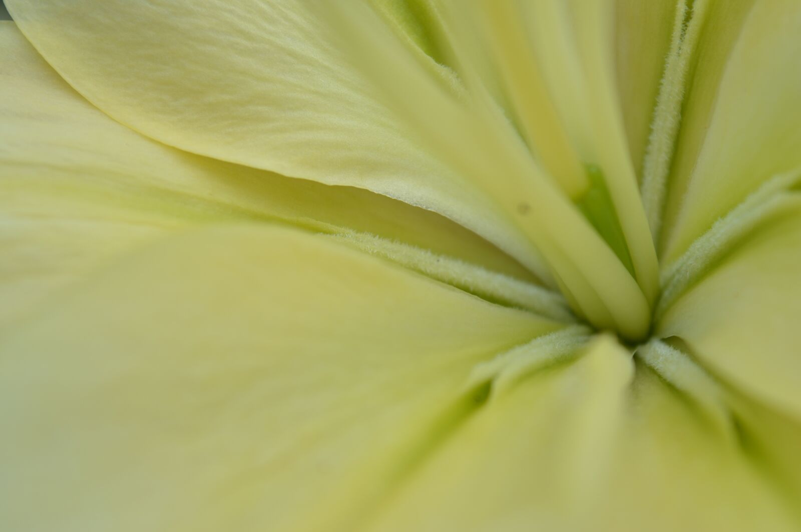 Nikon D3200 sample photo. Lily, flower, core photography