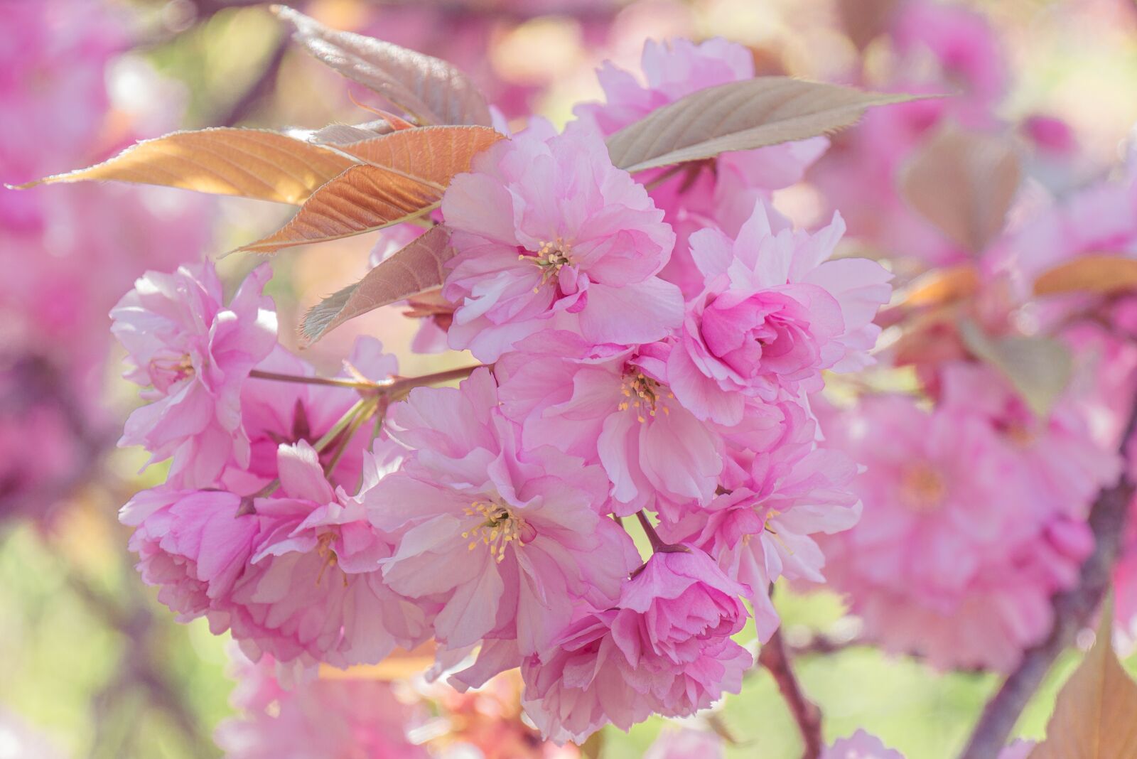Panasonic DMC-G81 sample photo. Flowers, cherry blossoms, bloom photography