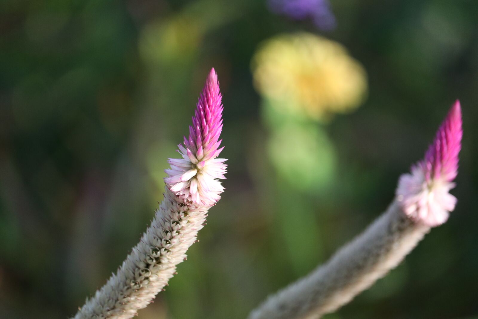 Canon EF-S 55-250mm F4-5.6 IS STM sample photo. Flowers, summer, nature photography