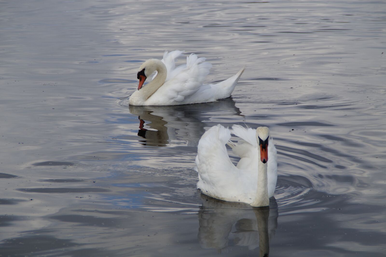 Sony SLT-A58 sample photo. Swans, waterfowl, beautiful photography