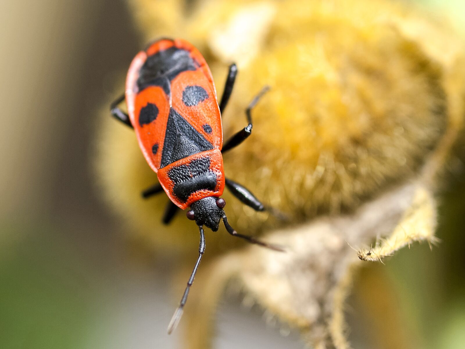 Olympus E-3 sample photo. Fire bug, bug, nasty photography
