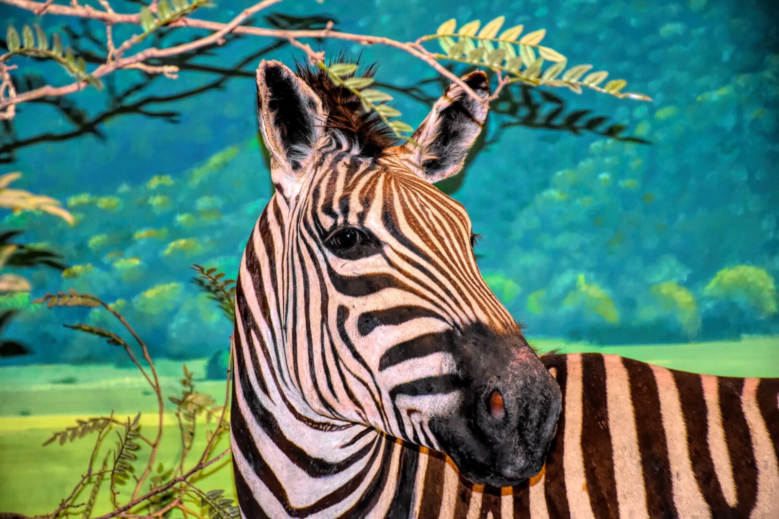 Nikon D5500 sample photo. Zebra, wildlife, africa photography