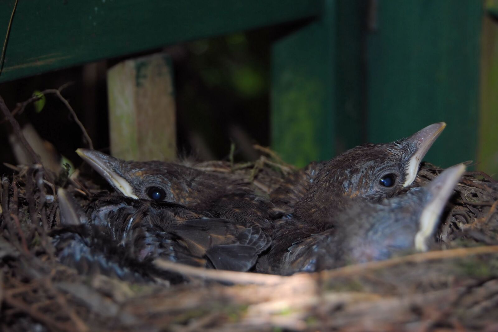 Nikon D3000 sample photo. Blackbird nest, blackbirds, nest photography