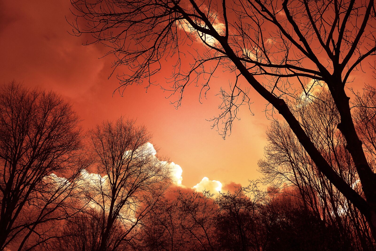 Sony Cyber-shot DSC-RX100 sample photo. Tree, silhouette, sunset photography
