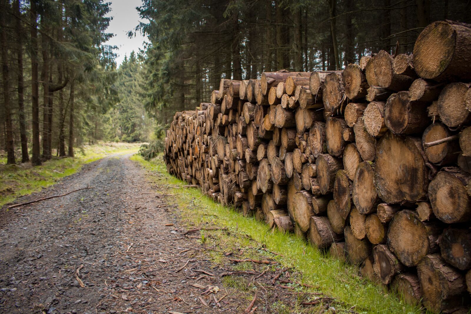 Canon EOS 700D (EOS Rebel T5i / EOS Kiss X7i) sample photo. Forest, wood, nature photography