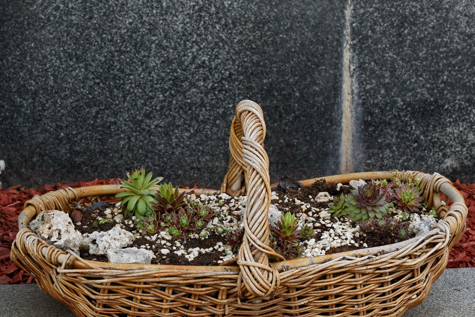 Nikon D5500 sample photo. Cactus, wicker basket, nature photography