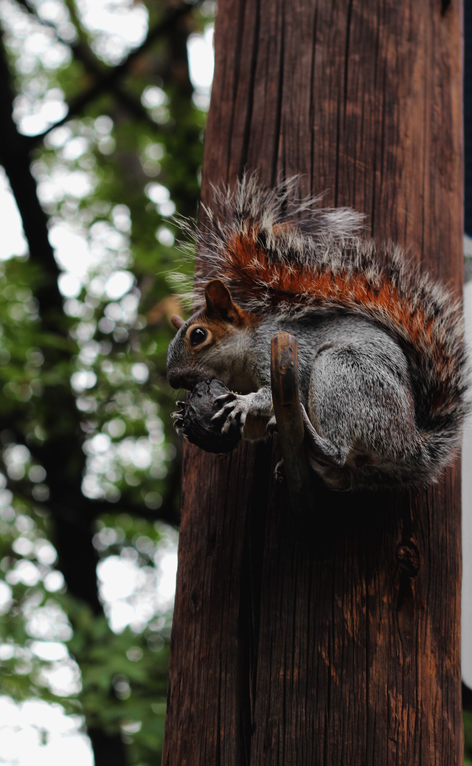 Canon EOS 1200D (EOS Rebel T5 / EOS Kiss X70 / EOS Hi) sample photo. Squirrel, mexico, city photography